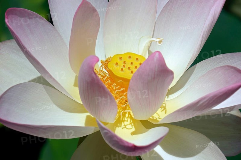 Sacred lotus