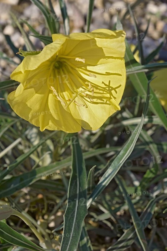 Bigfruit evening primrose