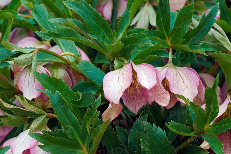 Lenten rose