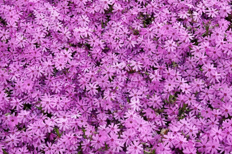 Creeping phlox