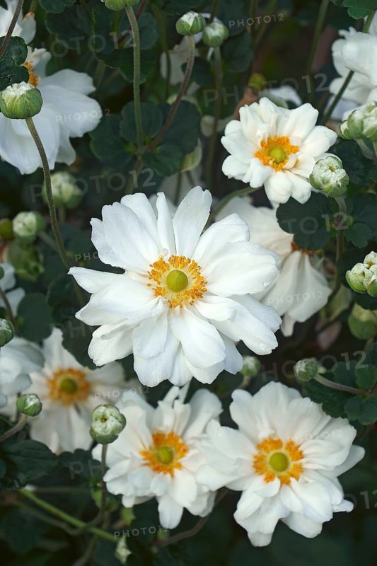 Japanese anemone