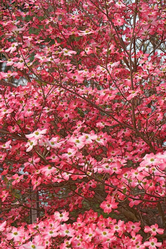 Flowering Dogwood