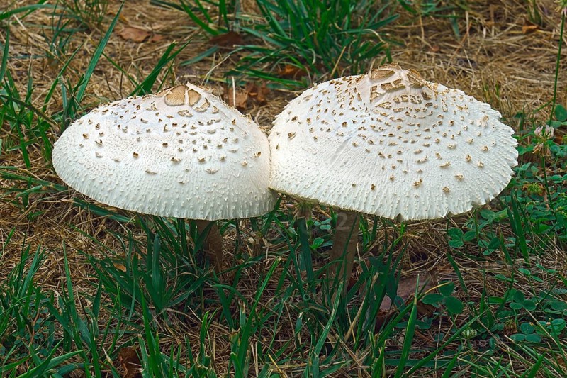False parasol