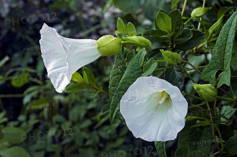 Hedge bindweed