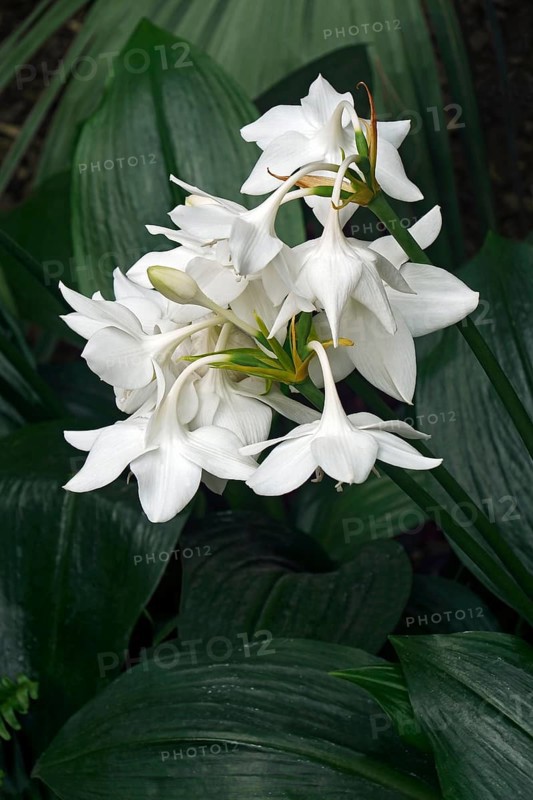 Amazon lily