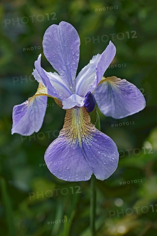Siberian iris