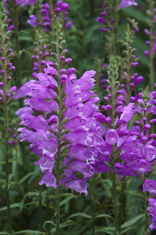 Obedient Plant