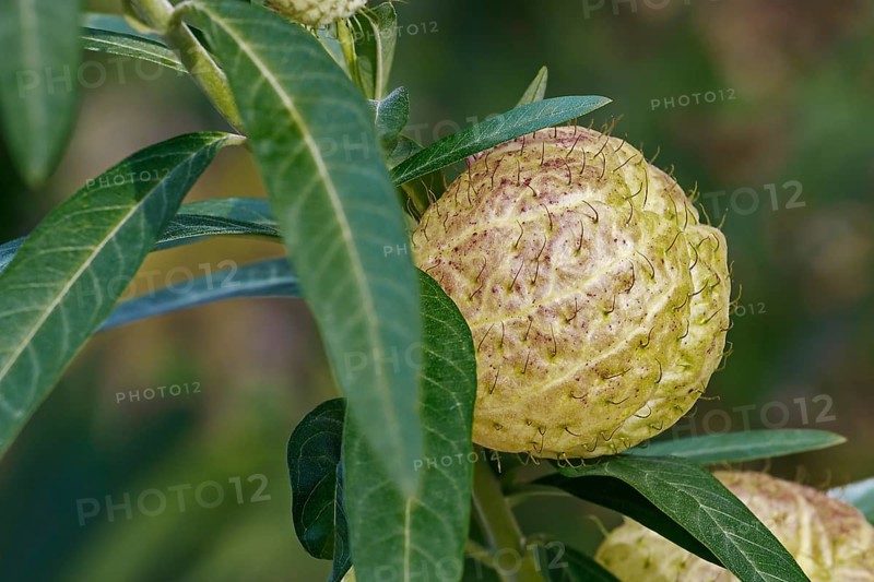 Balloonplant