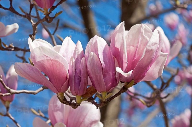 Saucer magnolia