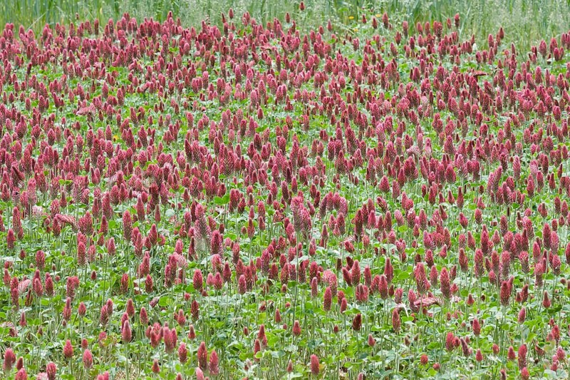 Crimson clover