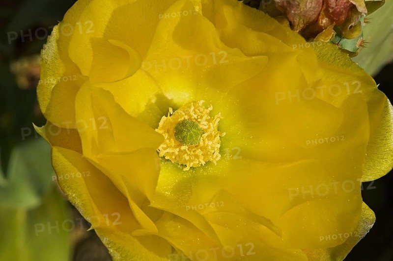 Cholia cactus