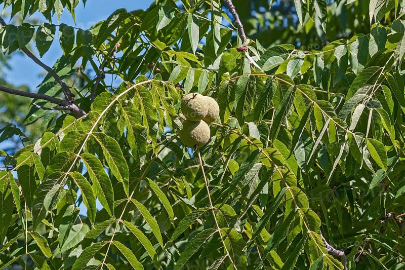 Eastern black walnut