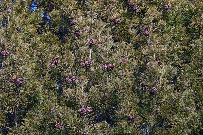 Lace-bark pine