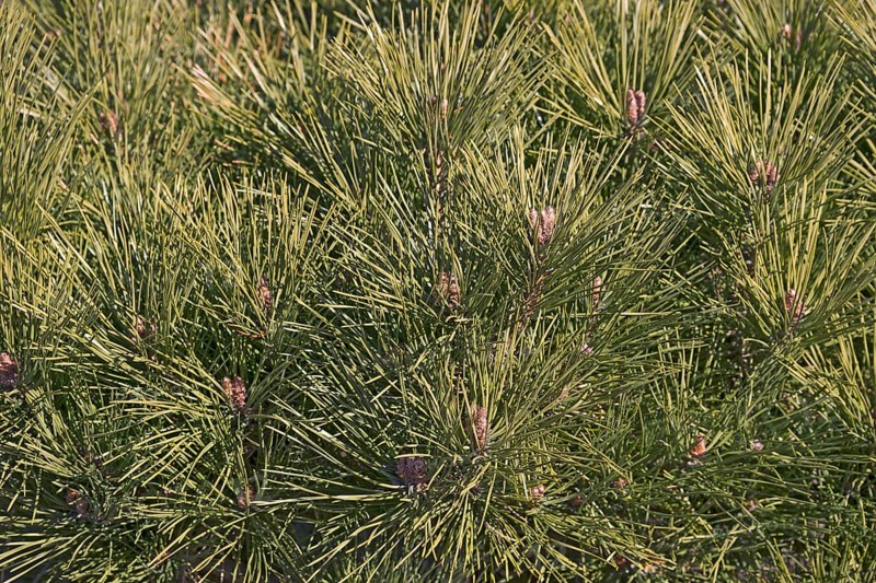 Globe Japanese red pine