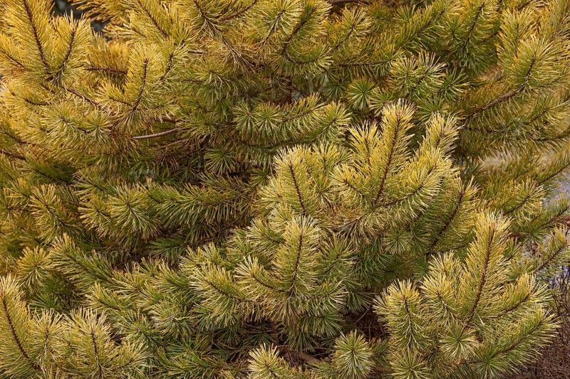 Scotch pine