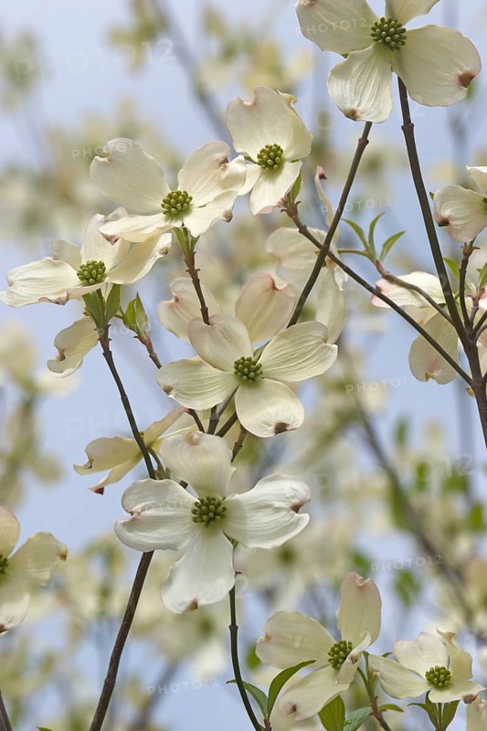 Flowering Dogwood