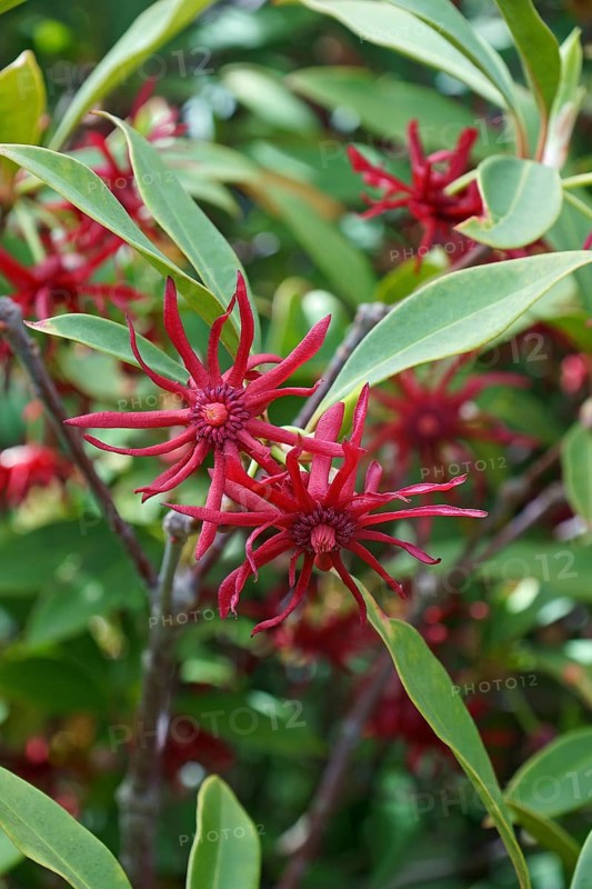 Purple anise