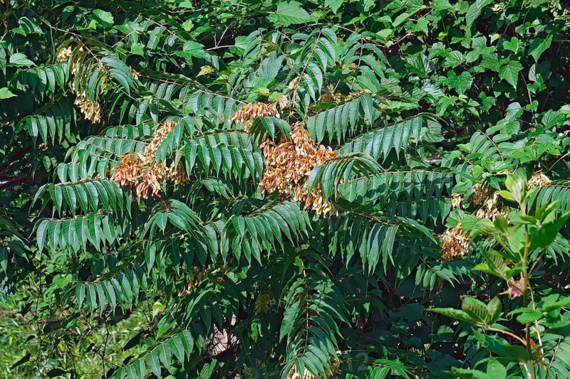 Ailanthus