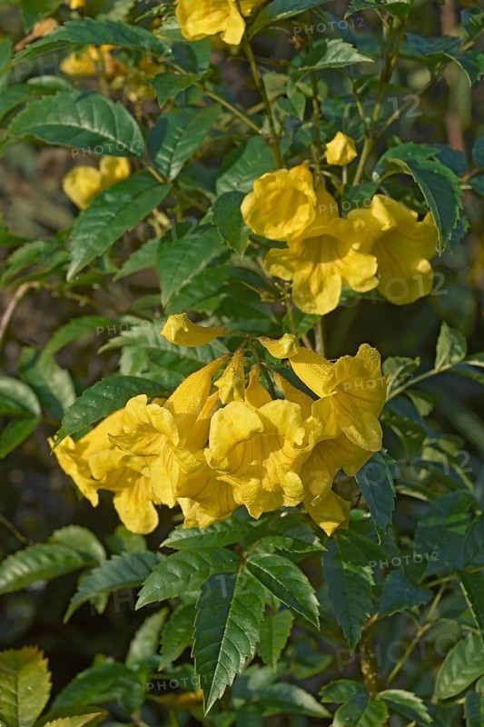 Yellow trumpetbush