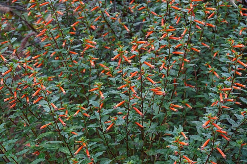 Cigar plant