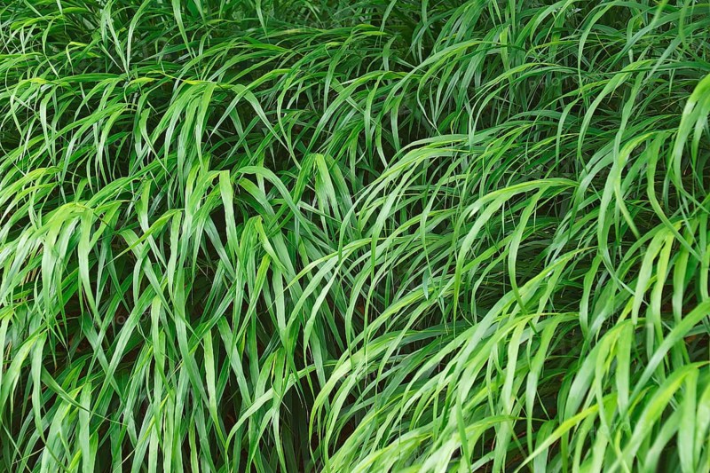 Japanese forest grass