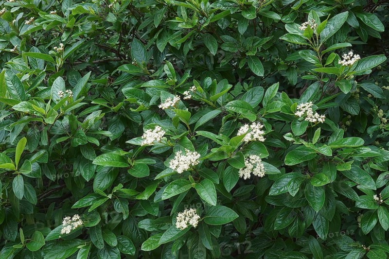 Smooth viburnum