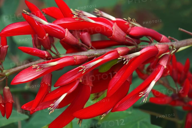Coral Tree