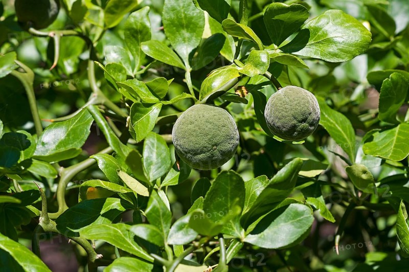 Trifoliate citrus