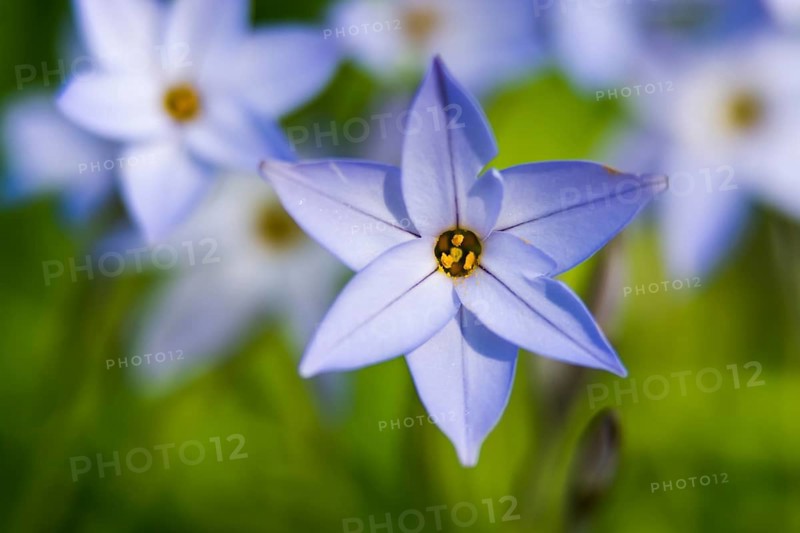 White lily