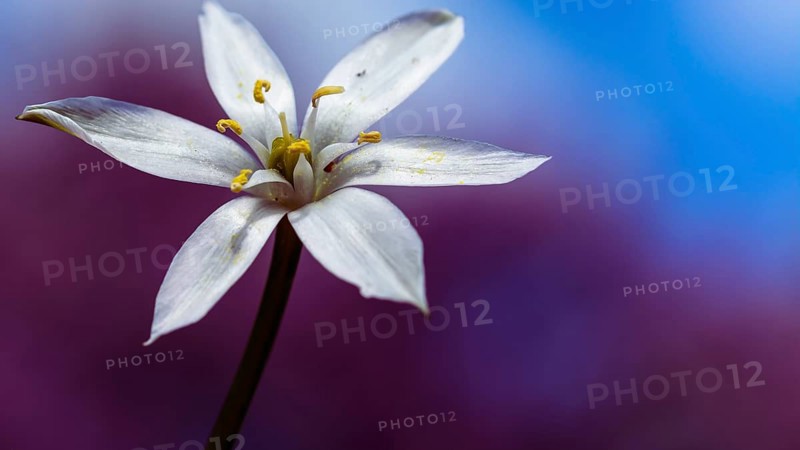 White lily