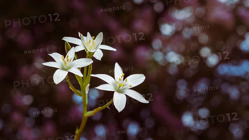 White lily