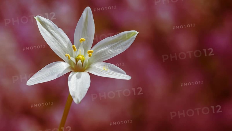 White lily