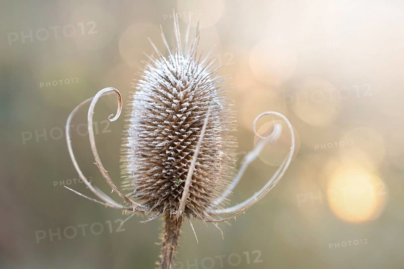Wild teasel