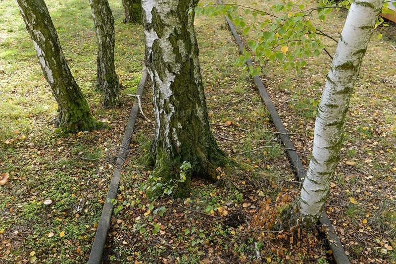 Birch trees