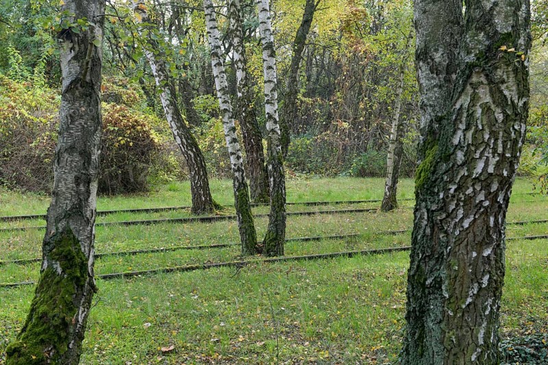 Birch trees