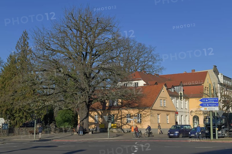Peace oak