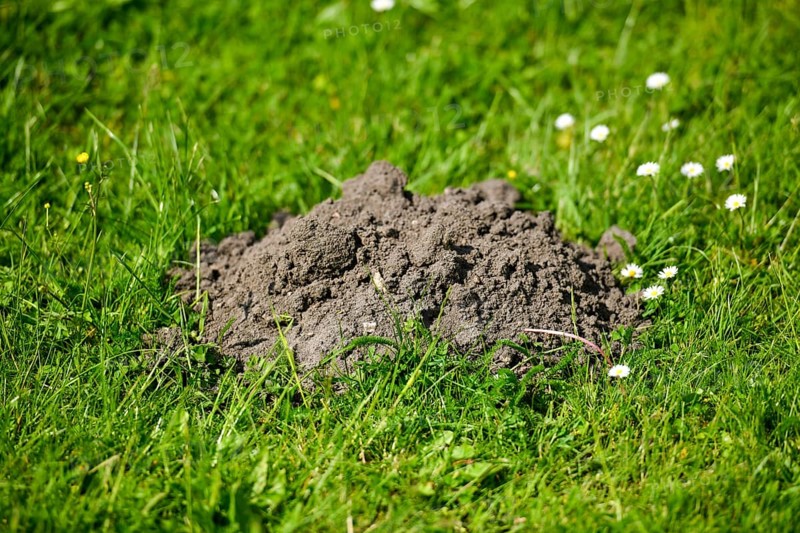 Mole pile
