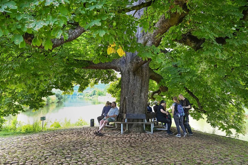 Chestnut tree at the Weserstein at the confluence of the Werra and Fulda rivers to form the Weser