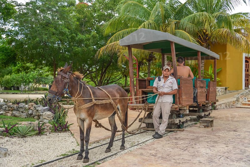 Mule