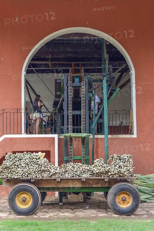 Delivery of Henequen Agaves