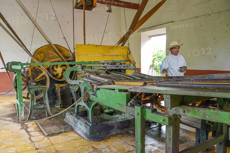 Machine for crushing sisal agaves