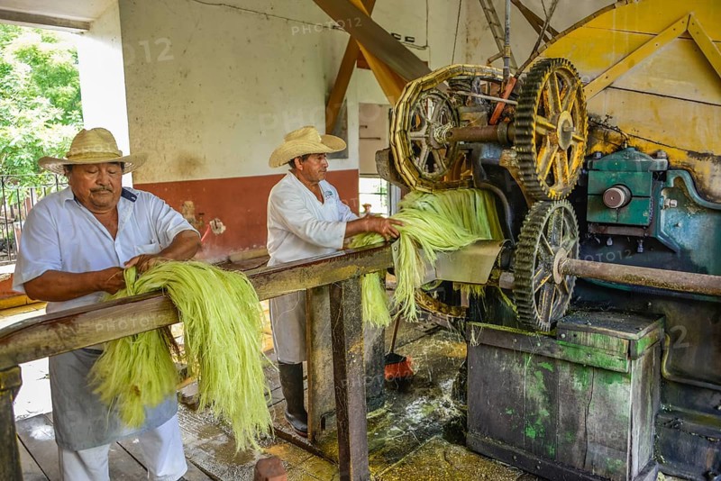 Machine for crushing sisal agaves