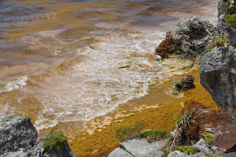 Brown algae