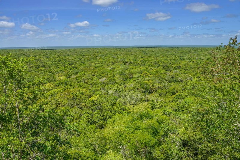 Tropical jungle