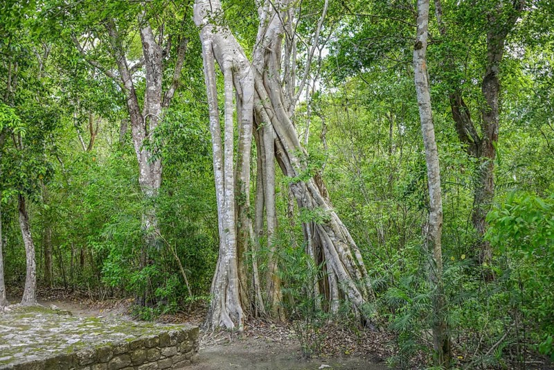 Ficus