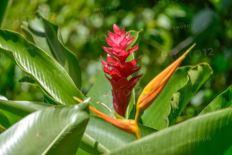 Red ginger
