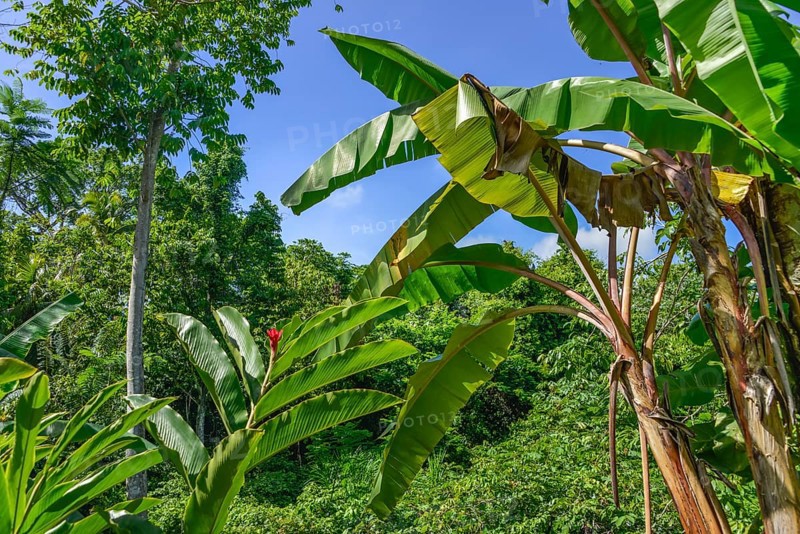Tropical jungle