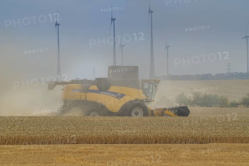 Grain harvest
