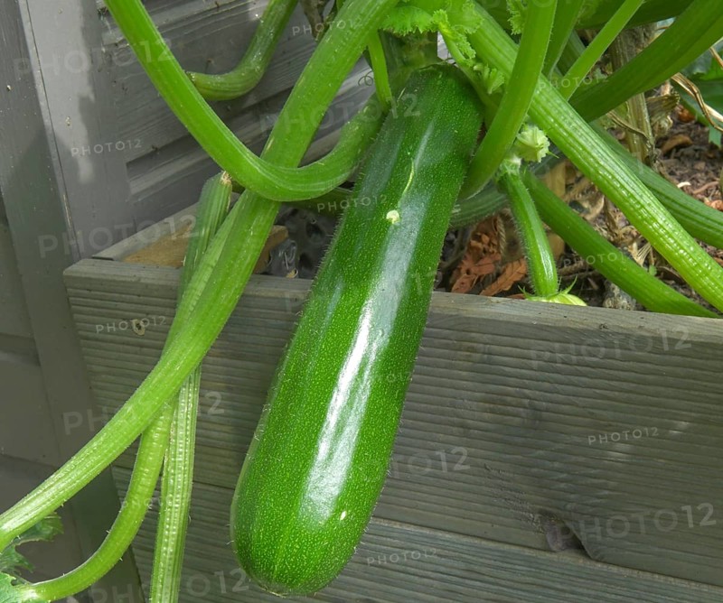Courgettes in the raised bed