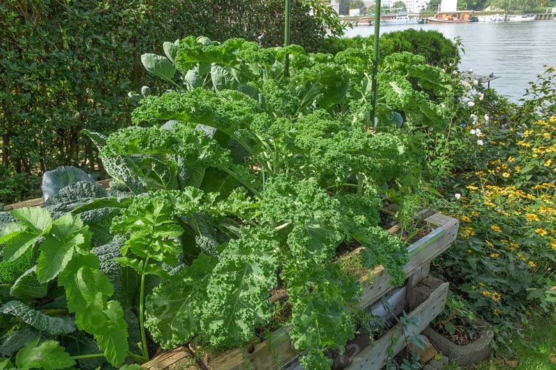 Kale in the raised bed
